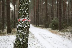 Radzyminski-Trail-2
